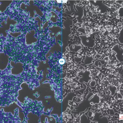 Experimentos con células reproducibles